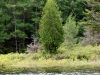 Cedar tree on Trout Pond